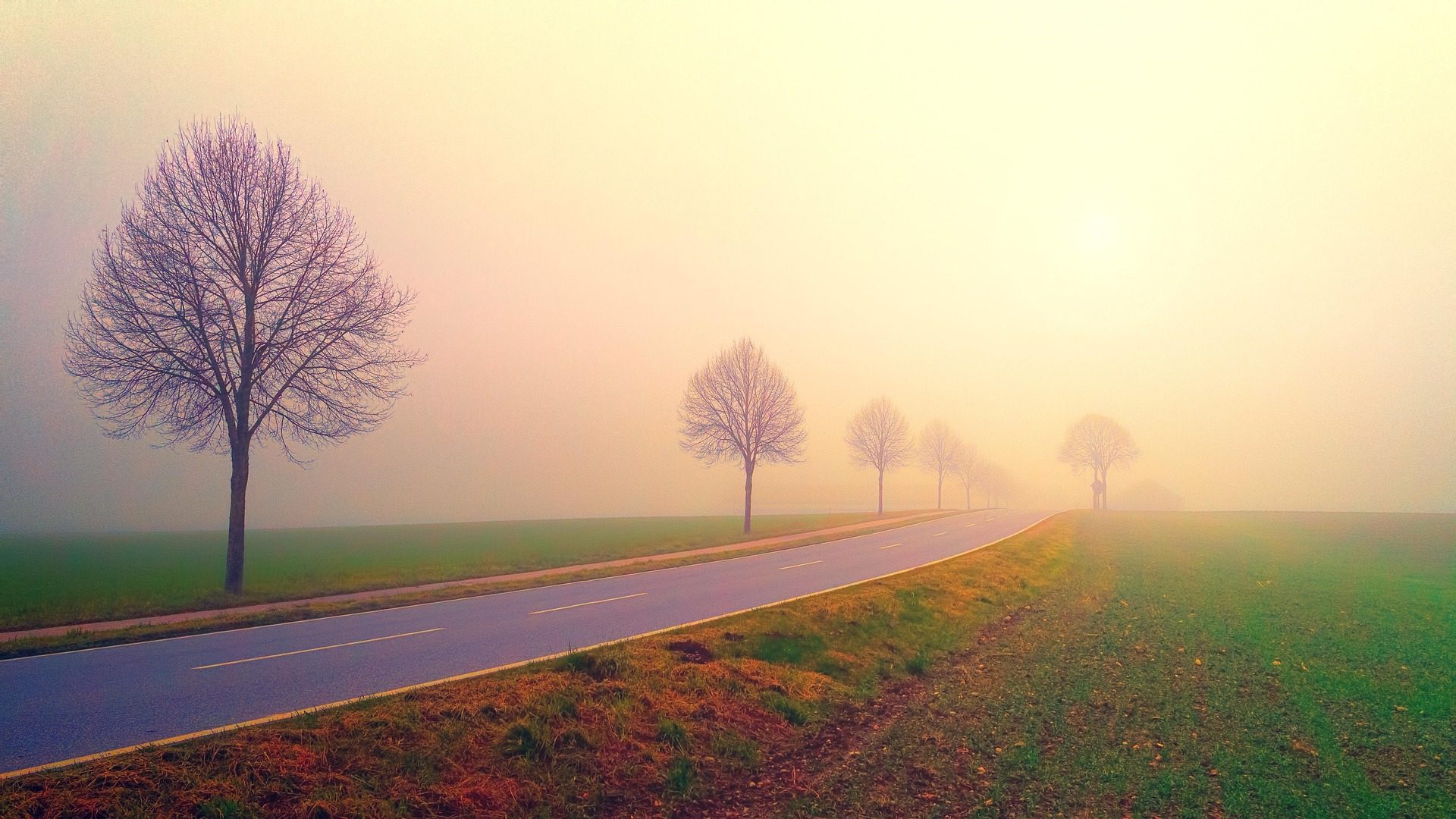 Behind the Owl: The Story of SG Law Guru’s Logo